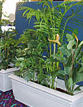 planters